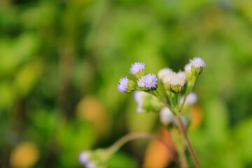 Close-up of Ageratum conyzoides in rural. Wild flowers in the countryside. Flower and plant.