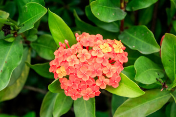 Close-up of Chinese ixora in the garden with green leaves. Flower and plant.