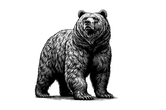 Vintage engraving of bear standing isolated on white BG