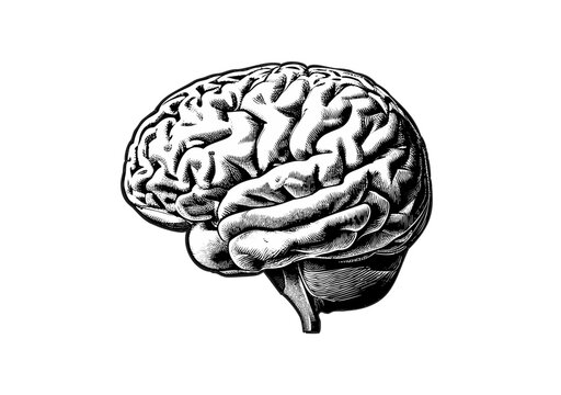 Drawing of brain side view isolated on whte BG