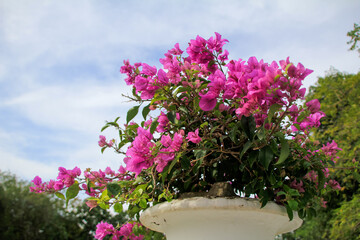 Bougainvillea in white pots in Bang Pa In Royal Palace Ayutthaya Thailand. Pink flowers In full bloom. Flower and plant.