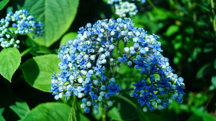 Close-up of blue Dichroa febrifuga, Hydrangeaceae, in the garden. Wild blue flowers in rural....