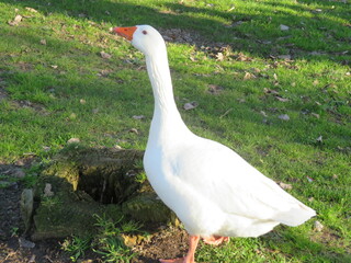 goose geese birds feathers farm big colors beak eggs delicacy © Malomalot