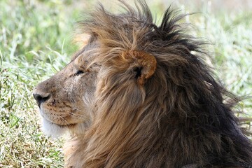 Auge in Auge mit dem König der Löwen in der grünen Savanne der Serengeti von Tansania. © Claudia