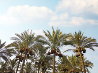 Fototapeta na wymiar Date palm Tree Field