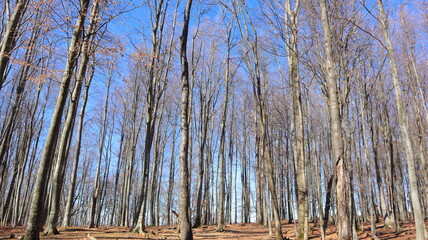 reeds in the forest