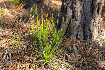 Drosophyllum lusitanicum in natural habitat close to Aljezur in Portugal