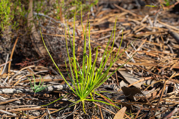 Drosophyllum lusitanicum in natural habitat close to Aljezur in Portugal