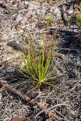 Drosophyllum lusitanicum in natural habitat close to Aljezur in Portugal