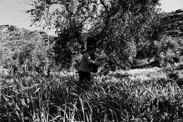 farmer throws manure on the land for the green olive trees so that the fruit the olive grows in the...
