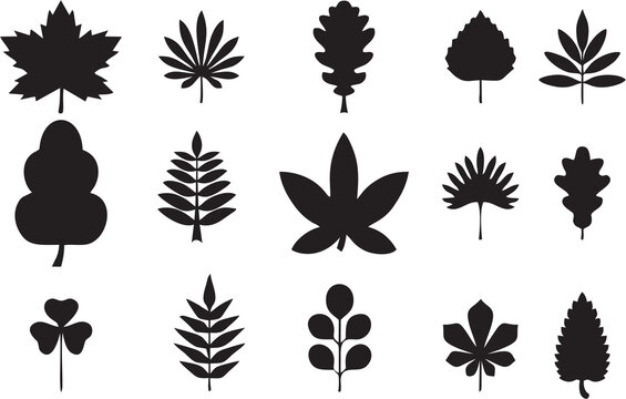 Leaf collection for autumn, isolated on white background. Simple cartoon flat style, high quality images. Tropical leave icons.