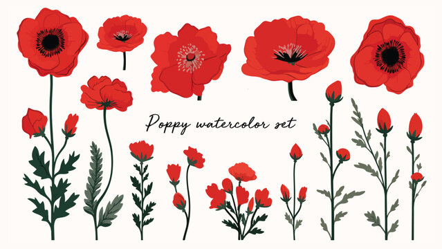 Red poppy flower watercolor illustration vector collection. Red petals black stamens poppy flowers isolated on white. Meadow wild blossom set, field blooming plants clip art. Green buds and leaves 