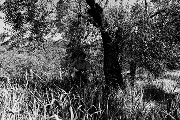 farmer throws manure on the land for the green olive trees so that the fruit the olive grows in the...