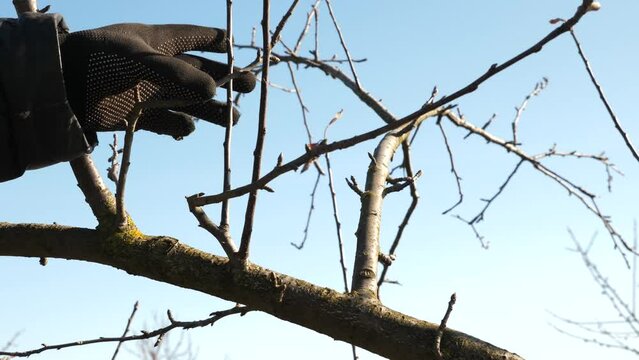 The gardener cuts the extra branches of the fruit tree with secateurs. Gardening concept.