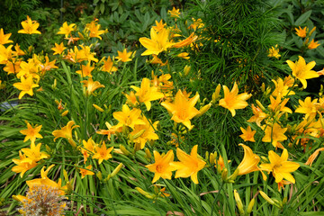 Obraz premium Yellow Hemerocallis hybrid daylily 'Aztec Gold' in flower.