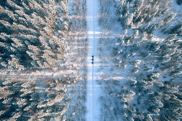 Winter Forest