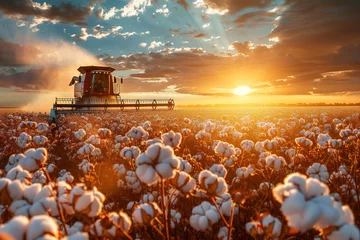  Cotton harvest with a harvester machine at sunset © Riva
