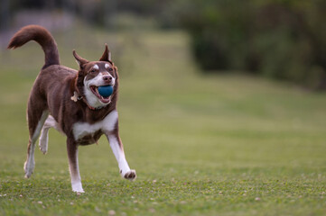 mixed breed dog running with ball in mouth in a grassy park