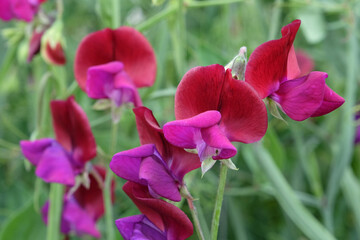 Lathyrus odoratus 'Jack Ellis' in flower.