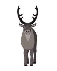 Reindeer front view. Horned deer isolated on white background. Wild forest animal with big horns in north cold climate. Flat vector illustration.