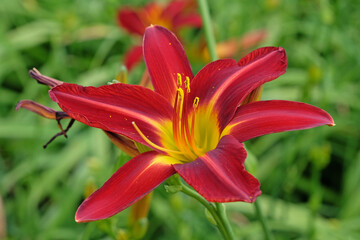 Red and yellow Hemerocallis hybrid daylily 'Stafford' in flower.