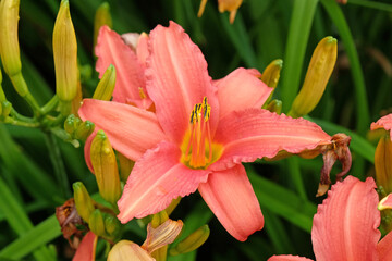 Fototapeta premium Hemerocallis hybrid daylily ÔPink DamaskÕ in flower.