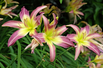 Purple and yellow Hemerocallis hybrid daylily 'Roger Grounds' in flower.