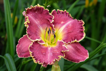 Pink and yellow frilled Hemerocallis hybrid daylily 'Raspberry Eclipse' in flower.