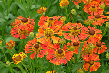Orange Helenium sneezeweed 'Waltraut' in flower.