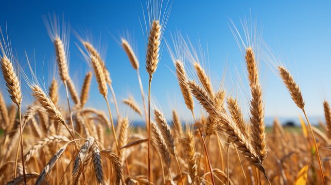 A vast sunlit field with golden wheat swaying gently in the breeze, the horizon stretching endlessly under a clear blue sky, the scene exuding a sense of freedo