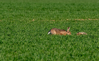 Li&egrave;vre dans la prairie 