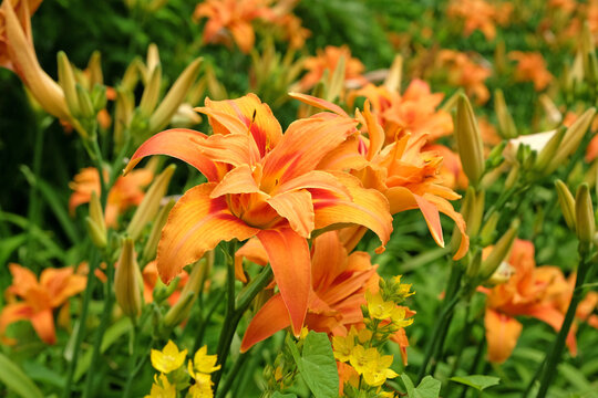 Orange Hemerocallis fulva double daylily 'Kwanso' in flower.
