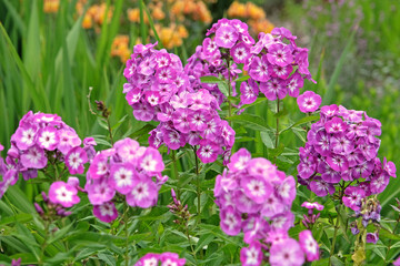 Purple and white Phlox paniculata 'Uspekh' in flower. - obrazy, fototapety, plakaty