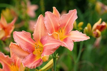 Hemerocallis hybrid daylily 'Corryton Pink' in flower.