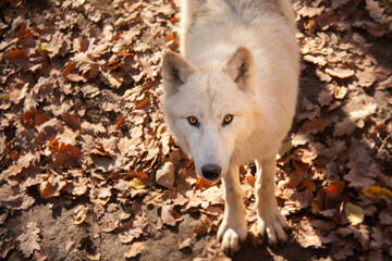 Obraz premium Portrait of beautiful white arctic wolf in Autumn. 