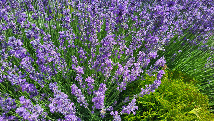 A bright lilac lavender bush on a flower bed on a summer day