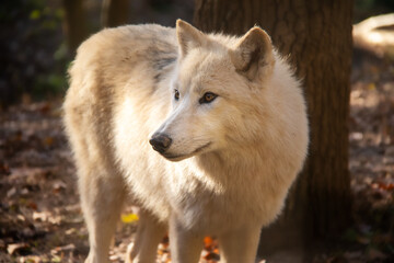 Naklejka na ściany i meble Portrait of beautiful white arctic wolf in Autumn. 