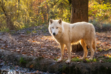 Portrait of beautiful white arctic wolf in Autumn.   © Michaela Pilch