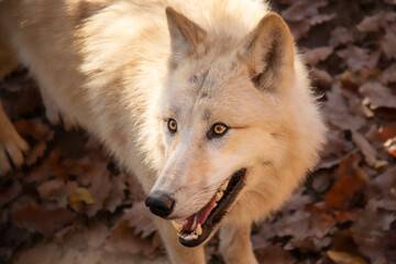 Portrait of beautiful white arctic wolf in Autumn.	
