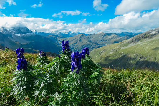 Chinese aconite flower on alpine meadow on top of mountain peak Greilkopf in High Tauern National Park, Carinthia Salzburg, Austria. Panoramic view of majestic ridges in Bad Gastein, Pongau. Blossom