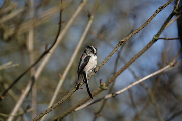 long tailed tit (Aegithalos caudatus) perched on elderberry branch