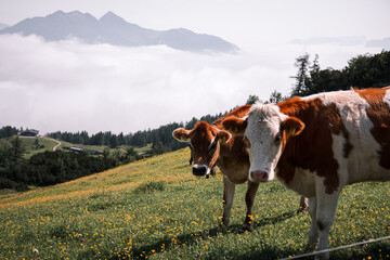 K&uuml;he auf einer Wiese