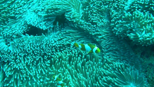 Clownfish (Nemo) in the Andaman Sea – Thailand 