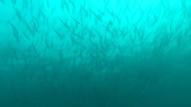Beautiful fish school in the Andaman Sea &ndash; Thailand