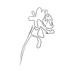 One continuous drawing line. Printed decorative poster with overall rose flower