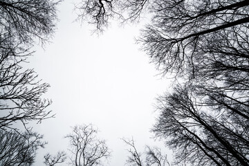 Top of dark black bare tree branches without leaves on pale light gray sky background in twilight. Mystical atmosphere. Empty place for text. View from below.