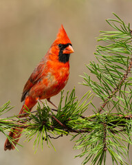 Red Male Northern Cardinal Peched On Wire with Pine Needles