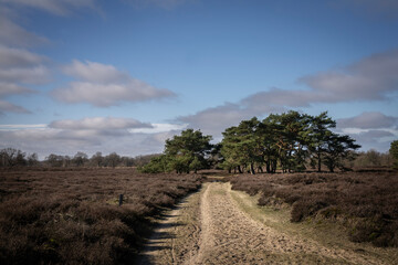 Balloërveld nature reserve in the province of Drenthe, a vast heathland with peat lakes, some pine forest and sand drifts.
