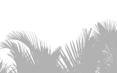 Abstract background of palm leaves or coconut leaves on top. Natural pattern, gray shadow. Copy space or empty. For advertisements, business cards, brochures transparent backgrounds and png