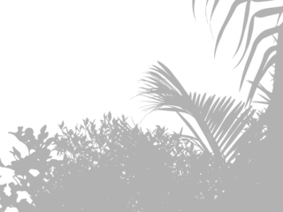 Abstract background of palm leaves or coconut leaves on top. Natural pattern, gray shadow. Copy space or empty. For advertisements, business cards, brochures transparent backgrounds and png